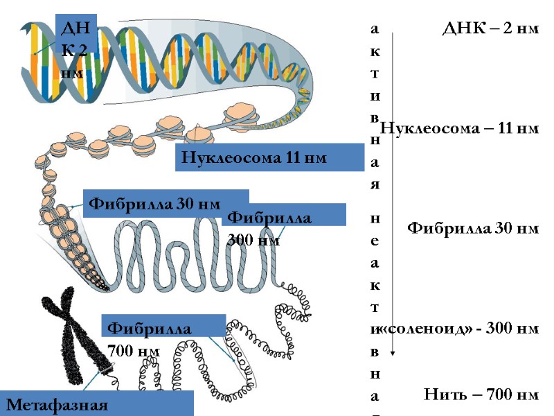 ДНК – 2 нм   Нуклеосома – 11 нм   Фибрилла 30